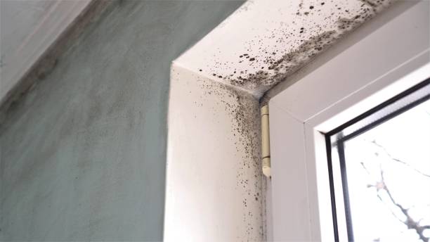 Best Mold Cleaning Services  in Pocono Woodland Lakes, PA