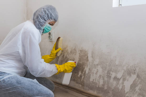 Best Toxic Mold Removal  in Pocono Woodland Lakes, PA