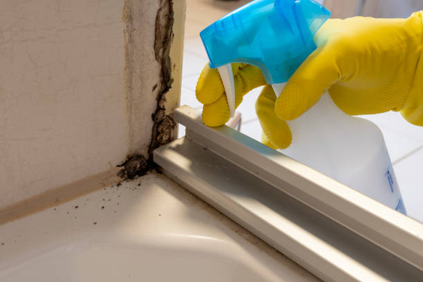 Best Fast Mold Removal  in Pocono Woodland Lakes, PA