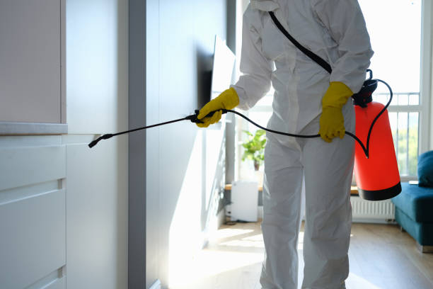 Best Black Mold Removal  in Pocono Woodland Lakes, PA