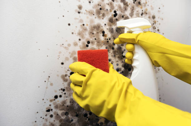 Best Professional Mold Removal  in Pocono Woodland Lakes, PA