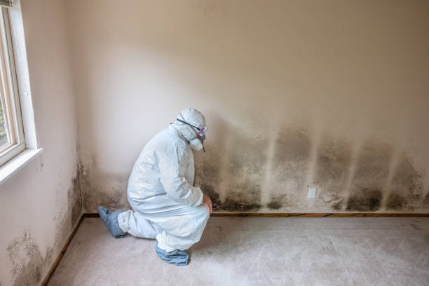 Best Best Mold Removal Companies  in Pocono Woodland Lakes, PA